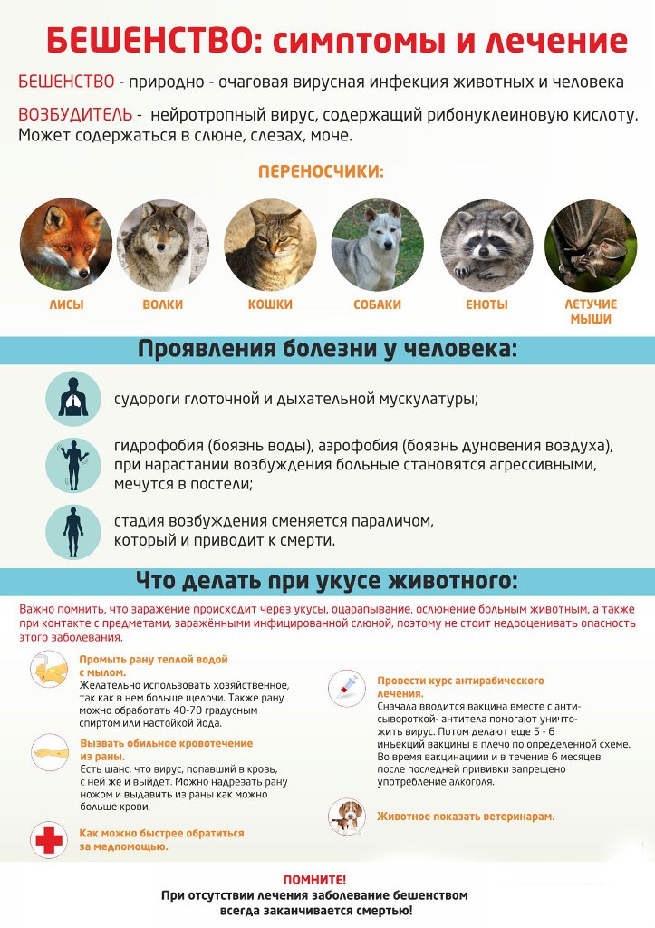 Бешенство: симптомы и лечение